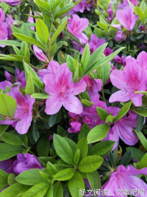 再好养的花也要浇水