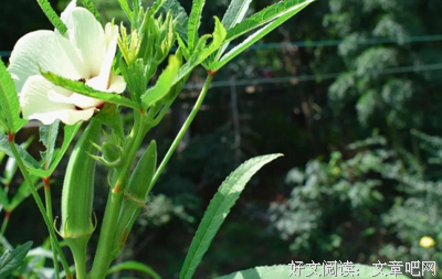 带泥的芋头