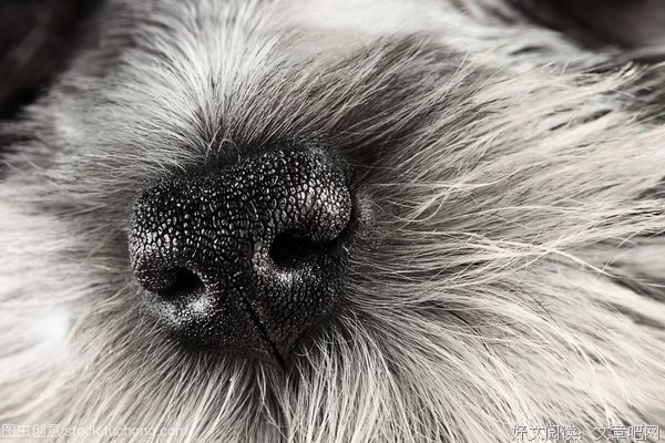 狗的选择