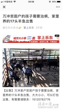 都想当头羊