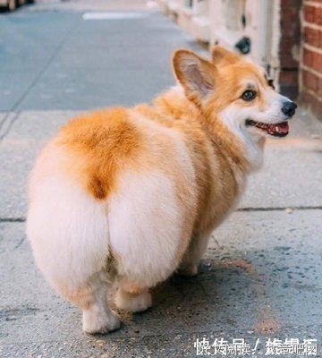 让狗改掉恶习