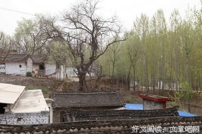 顽强的老柳树