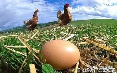 高调的小母鸡