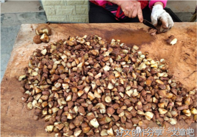 长得好的红薯