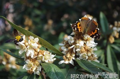 祖父的枇杷树