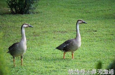 飞不起来的鸭子