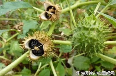 长在豆子地里的牵牛花