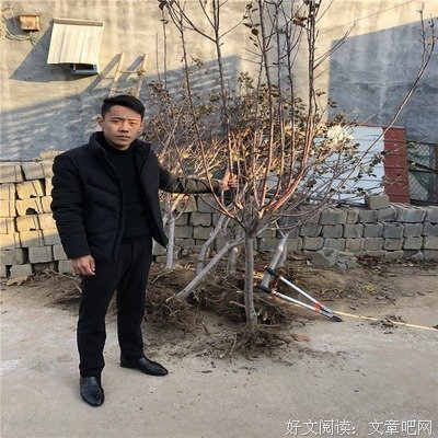 一半一半的夜来香