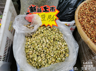会发芽的蚕豆