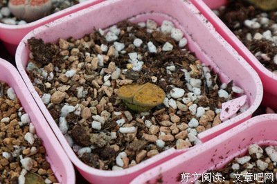 不会开花的种子