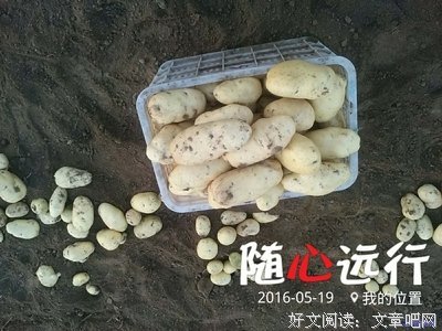 让土豆不发会芽