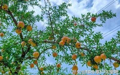 熟透的酸石榴
