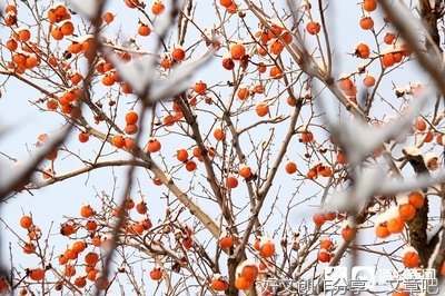 挂在枝头的柿子