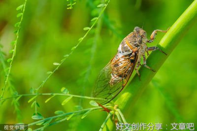 死于非命的鸟儿