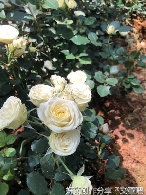 没有花的花园