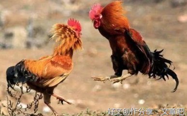 让母鸡在自家窝里下蛋