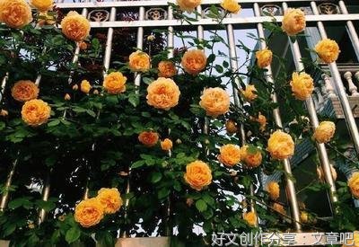 就像一棵玫瑰