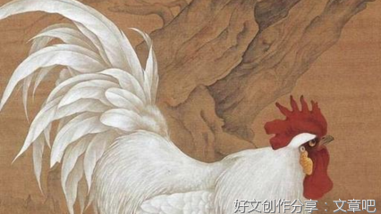 好斗的鸡崽长得慢