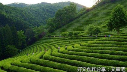 卖茶叶