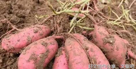 横着栽的红薯苗