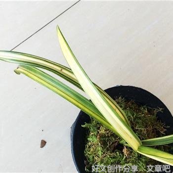 只做自己的虎头兰
