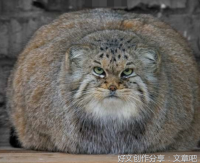 兔狲的捕猎秘诀