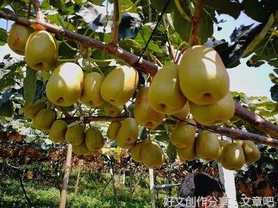 贡米和金沙