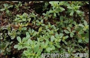 在鸡窝里的孵出来的天鹅