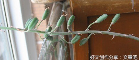 不会开花的种子
