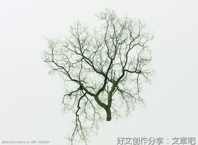 枯树长新芽