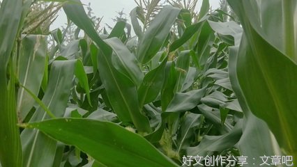 玉米扬花