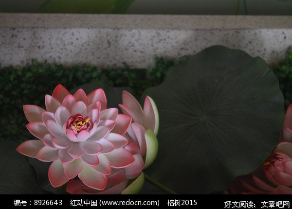 好心态，一朵开悟的花静静的开