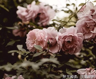 一个家庭有四种风水，养好就是富贵