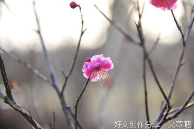 春情一抹淡悠然