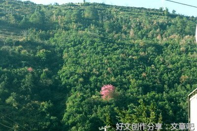 家乡山花