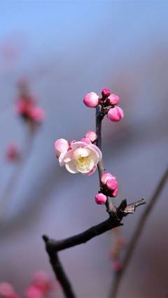  梅花香自苦寒来