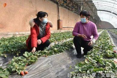 扎根大地的农业科技工作者