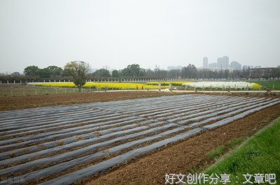 全力保护耕地“命根子”