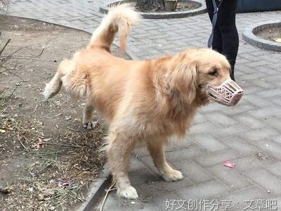 文明遛狗 这很重要