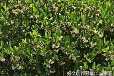 让红树林湿地成为美丽生态名片
