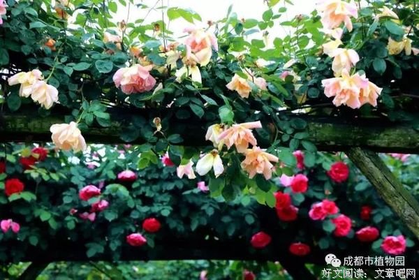 玫瑰在晨光中盛开，蜂儿在其间嘤嗡
