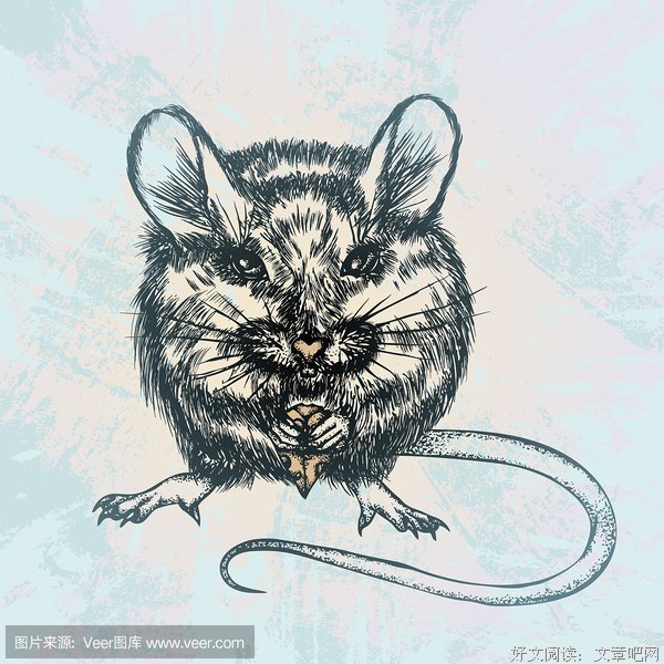 《鼠疫》1，从发现死老鼠，到确定鼠疫