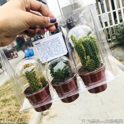  被压扁的仙人掌