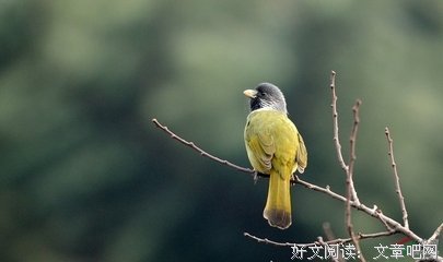 风中麻雀