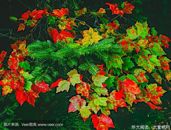 缅因州的落叶