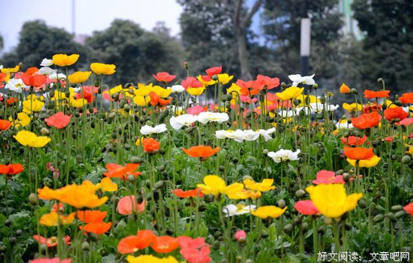 诗歌·新律·春来百花开三首·春来百花香三首·如果让人看得起三