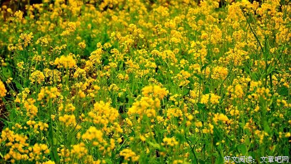 诗与歌·新律·春天美好花连花二首·四季歌二首·歌词·四季情歌