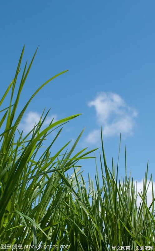 诗三首·轻易成为幸福的俘虏·我愿意是一棵野草·如果我是一棵小