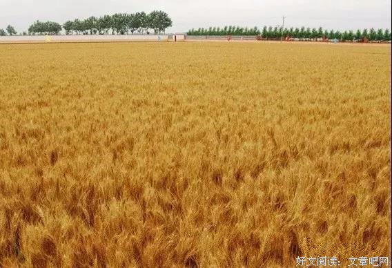 诗歌·距离·新律·记忆之夏四首·小麦之歌四首
