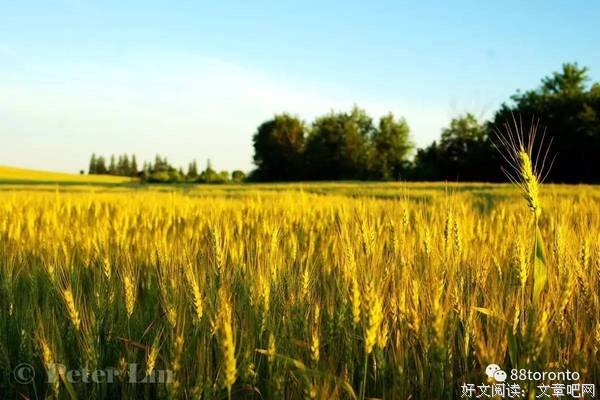 诗三首·与麦子为伴·让世界多一分美丽·如果我是风